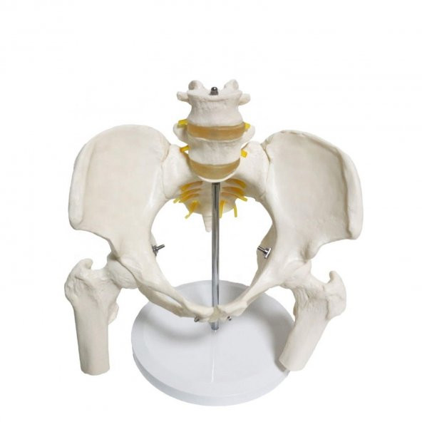 Omurga Pelvis Maketi Model 24 - 3