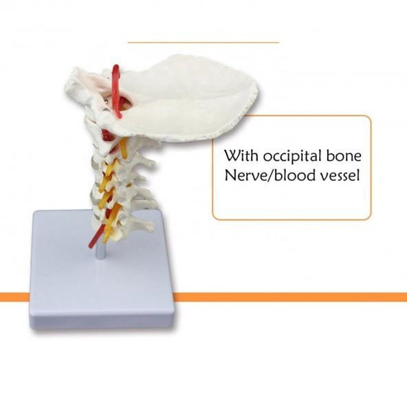 Omurga Boyun Maketi Model 21 - 2