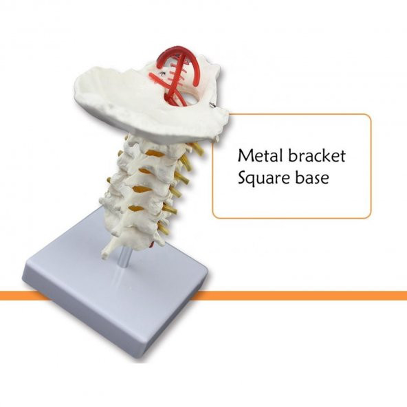 Omurga Boyun Maketi Model 21 - 3