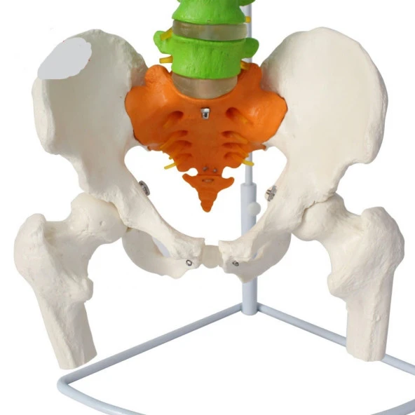 Omurga Maketi 85 cm Model 19 - 3