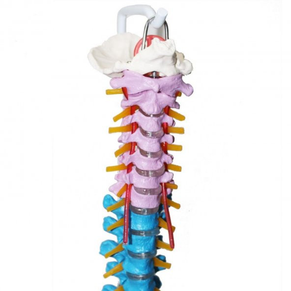 Omurga Maketi 85 cm Model 18 - 2