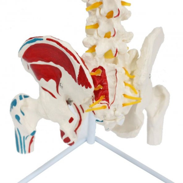 Omurga Maketi 85 cm Model 17 - 2