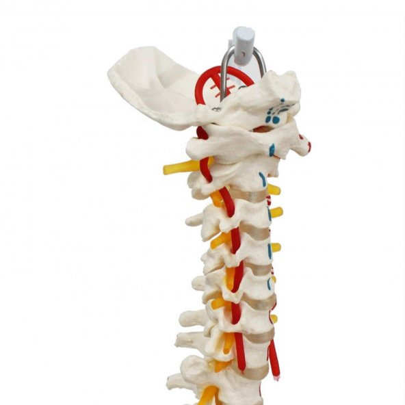 Omurga Maketi 85 cm Model 17 - 3