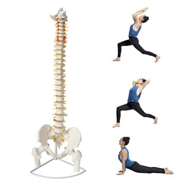 Omurga Maketi 85 cm Model 16 - 3