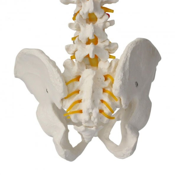 Omurga Maketi 85 cm Model 15 - 2