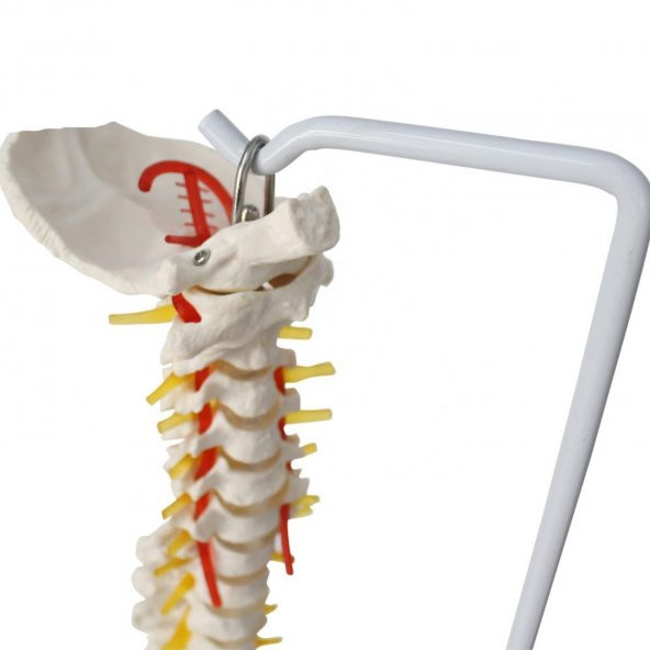 Omurga Maketi 85 cm Model 15 - 3