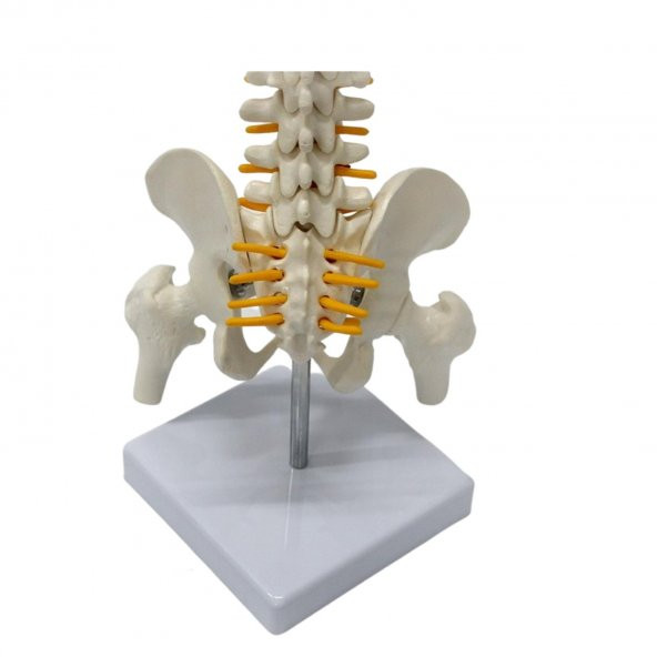 Omurga Maketi 45 cm Model 13 - 2