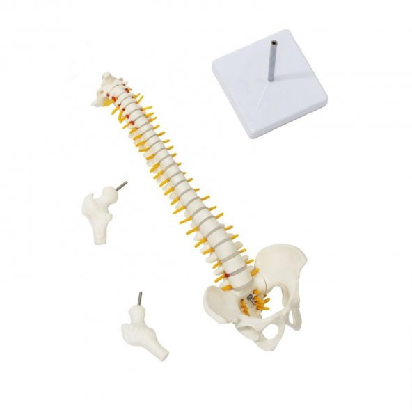 Omurga Maketi 45 cm Model 13 - 3