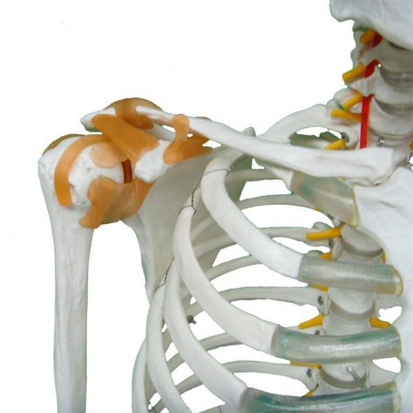 Tam İskelet Maketi 170 cm Model 11 - 2