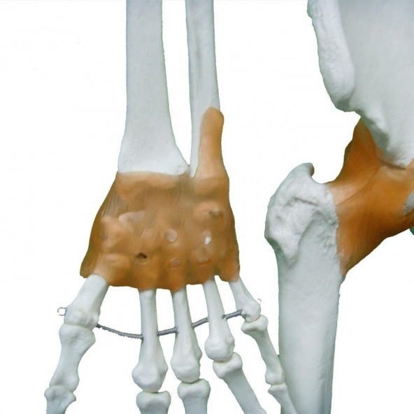 Tam İskelet Maketi 170 cm Model 11 - 3