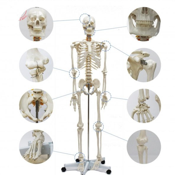Tam İskelet Maketi 170 cm Model 10 - 3