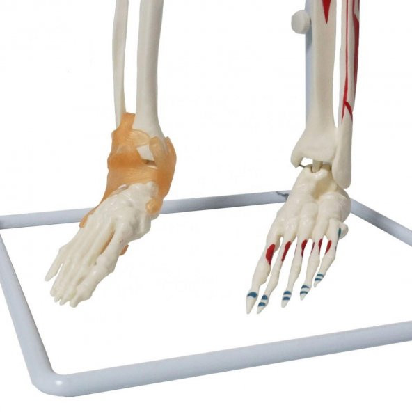 Tam İskelet Maketi 85 cm Model 9 - 3