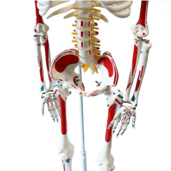 Tam İskelet Maketi 85 cm Model 8 - 2