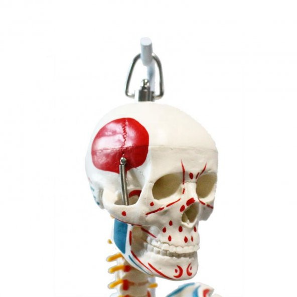 Tam İskelet Maketi 85 cm Model 8 - 3