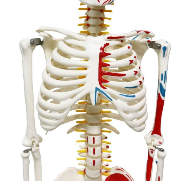 Tam İskelet Maketi 85 cm Model 7 - 2