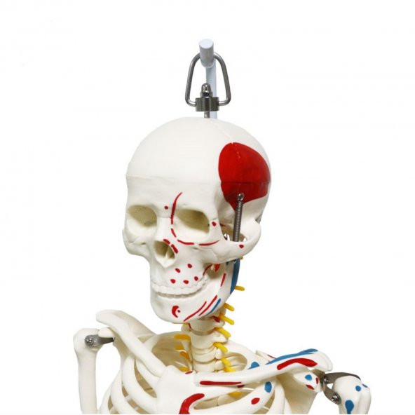 Tam İskelet Maketi 85 cm Model 7 - 3