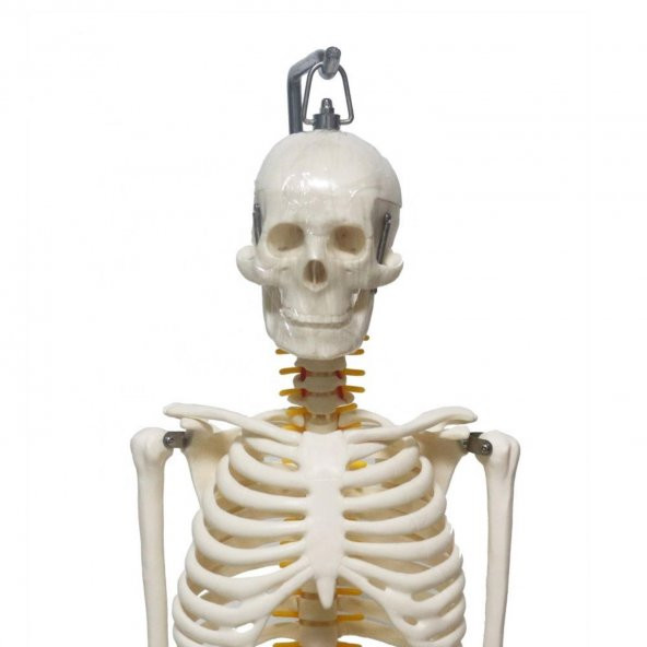 Tam İskelet Maketi 85 cm Model 6 - 2