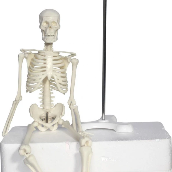 Tam İskelet Maketi 45 cm Model 4 - 2