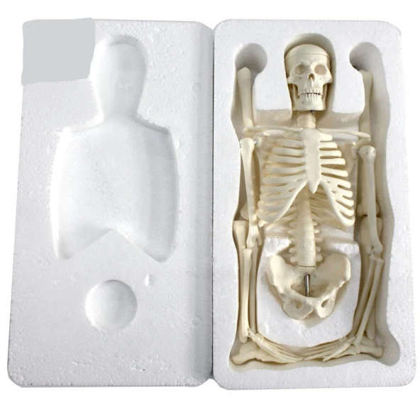 Tam İskelet Maketi 45 cm Model 4 - 3