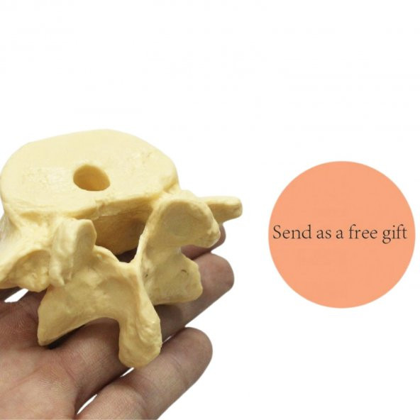 Omur Şeklinde Kalemlik Model 1 - 3