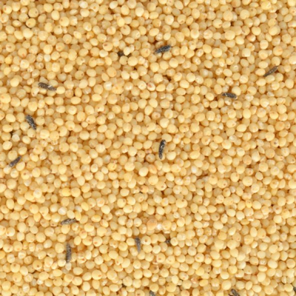 Gold Wings Kabuksuz Yem 400 gr - 2