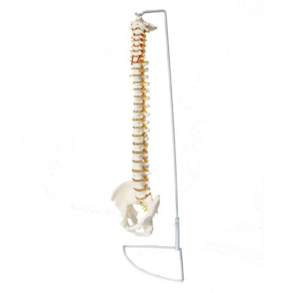 OMURGA MAKETİ 85 CM ,MODEL 15 - 1