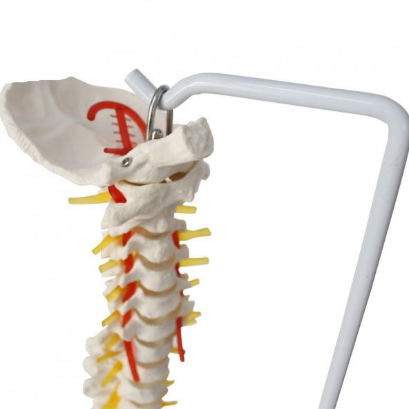 OMURGA MAKETİ 85 CM ,MODEL 15 - 2