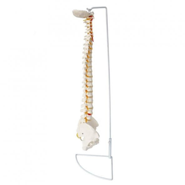 OMURGA MAKETİ 85 CM ,MODEL 15 - 3