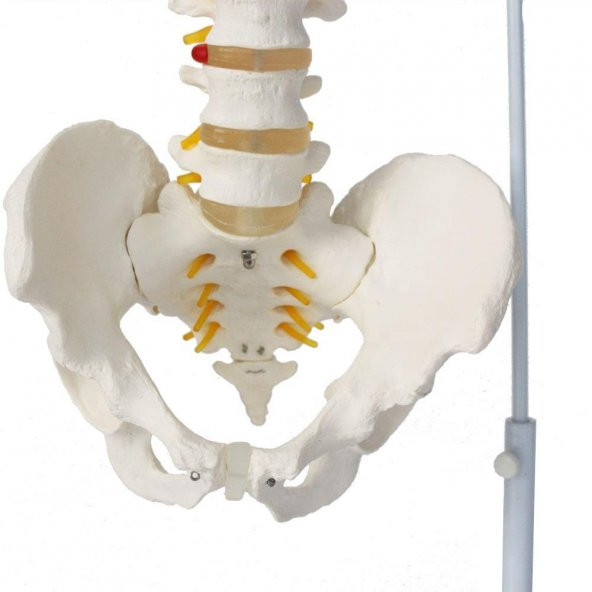 OMURGA MAKETİ 85 CM ,MODEL 15 - 4