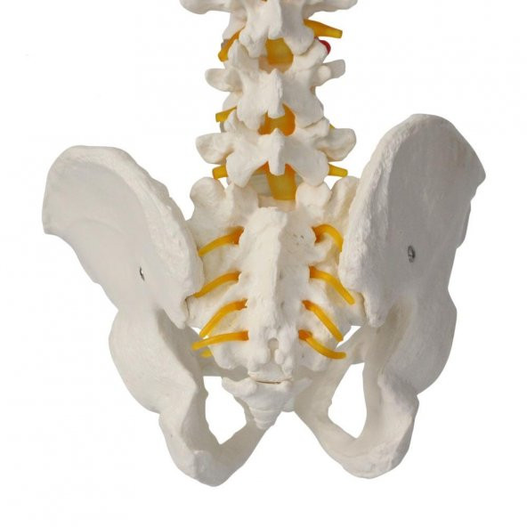 OMURGA MAKETİ 85 CM ,MODEL 15 - 5