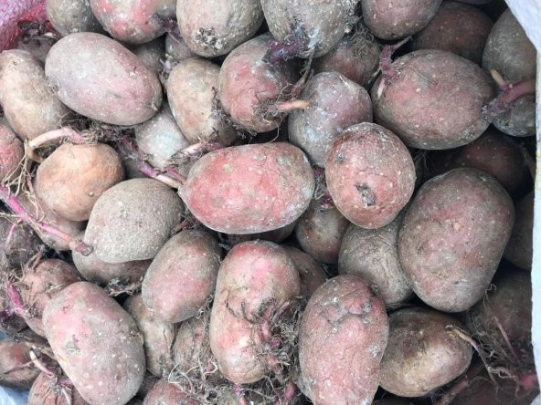 Yerli Erkenci Kırmızı Tohumluk Patates 5 Kg