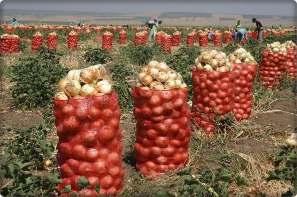 SOĞAN ÇUVALI (10 KİLOLUK) 500 ADET 33*60 cm - 2