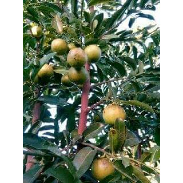 Çikolata Puding Meyvesi (adet) Black Sapote Diospyros Nigra - 2