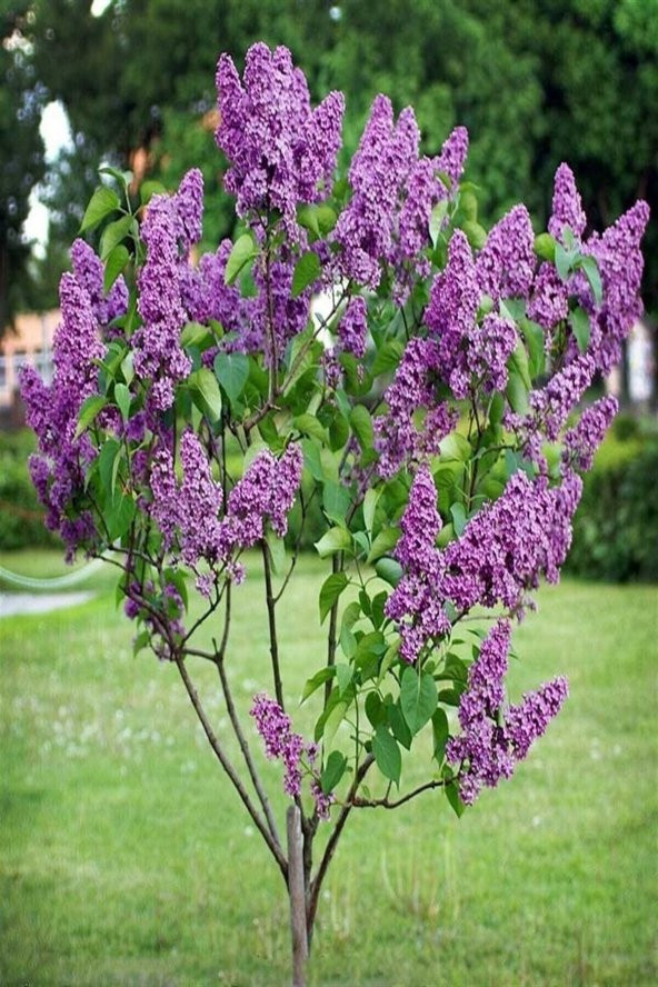 2 Adet Leylak Fidanı(Syringa chinensis ), Büyük 1 Metre , Saksılı