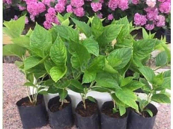 Pembe Ortanca Fidanı Fidesi 10-30 Cm Hydrangea Macrophylla