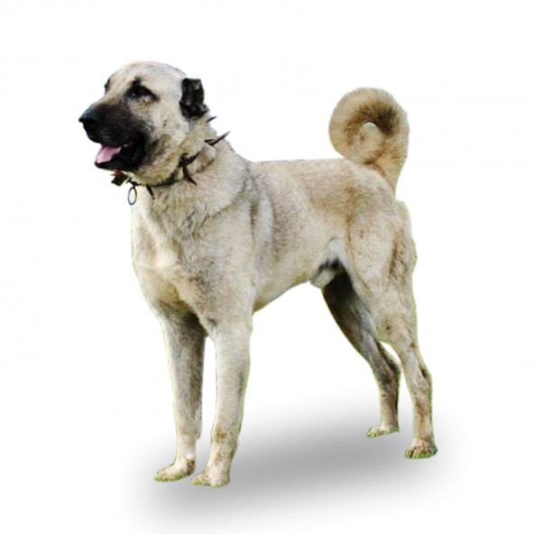 Çivili Tasma Dokuma Kangal Köpek Boyun Tasması Dikenli Kurt Tasma - 6