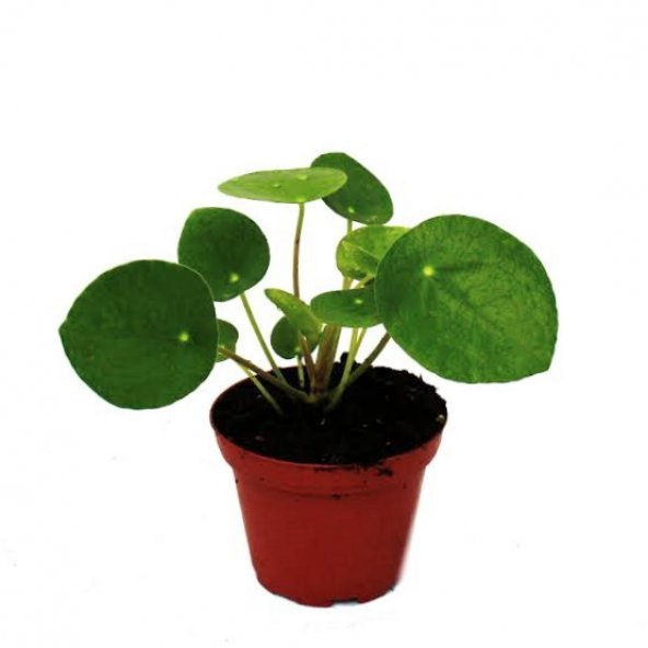 Mini Pilea  -  Mini Para Çiçeği - 5,5 Cm Plastik Saksıda
