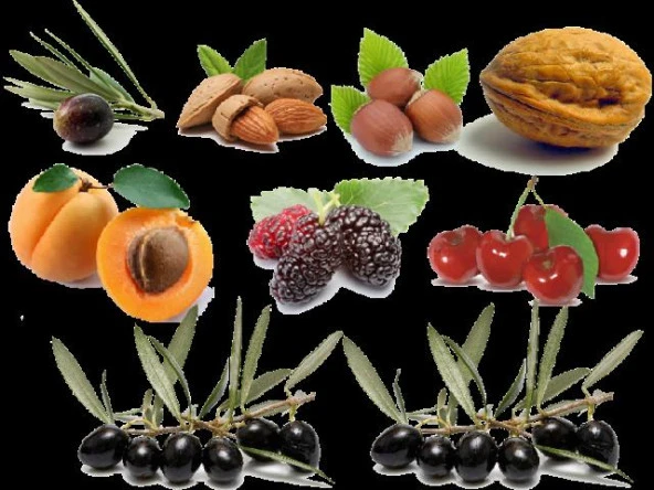 Baseh Flap Çubuklu Zeytin Hasat Makinesi  Tırpan Ucu Zeytin Hasat - 6