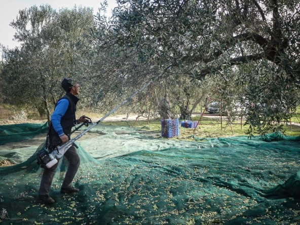 Cifarelli SC 605 Kancalı Zeytin Hasat Makinesi - 5