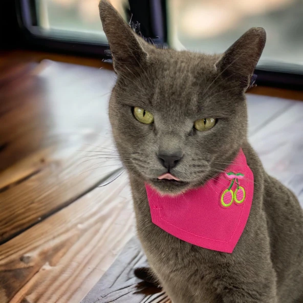 Cherry Kedi Bandana, Fular, Kedi Kıyafeti Kedi Elbisesi, Kedi Tasması - 5
