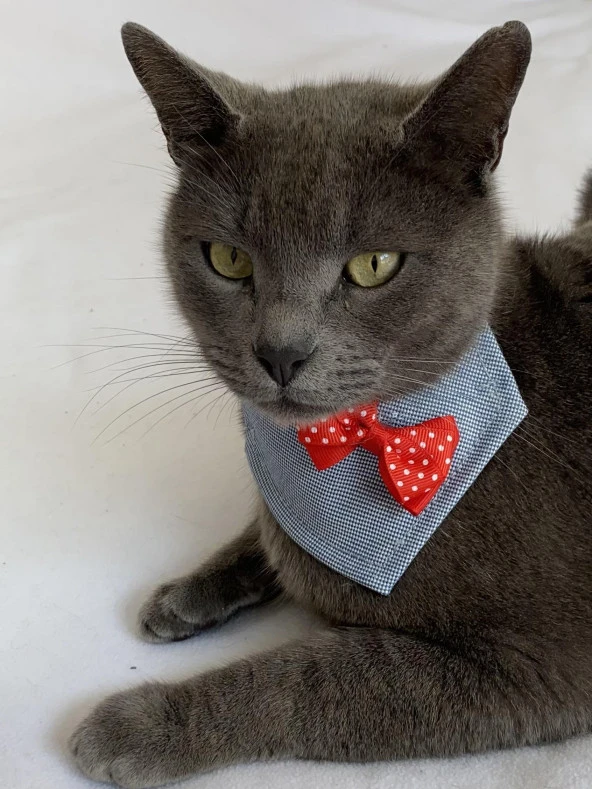 Dinner Date Red Kedi Bandana, Fular, Kedi Kıyafeti Kedi Elbisesi, Kedi Tasması - 5