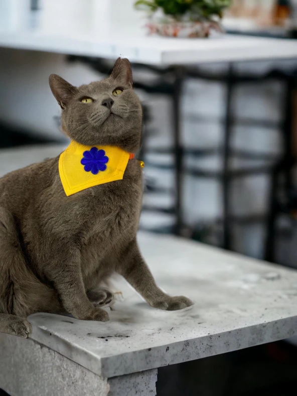 Yellow Blue Kedi Bandana, Fular, Kedi Kıyafeti Kedi Elbisesi, Kedi Tasması - 5