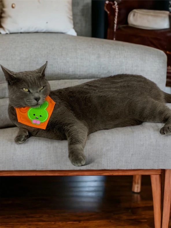 Green Bunny Kedi Bandana, Fular, Kedi Kıyafeti Kedi Elbisesi, Kedi Tasması - 5