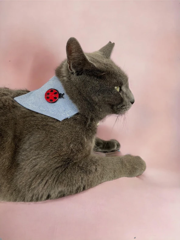 Uğur Böceği Kedi Bandana, Fular, Kedi Kıyafeti Kedi Elbisesi, Kedi Tasması - 3