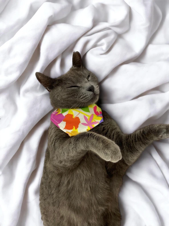 Summer Kedi Bandana, Fular, Kedi Kıyafeti Kedi Elbisesi, Kedi Tasması - 2