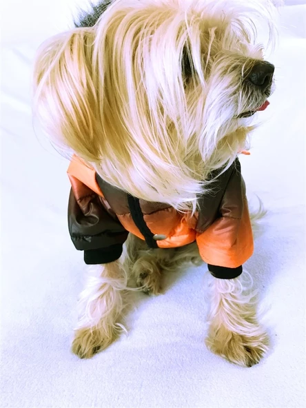 DEGRADE TURUNCU POOF BANG by Kemique Köpek Montu - Resim 3