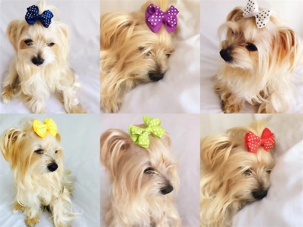 KÖPEK TOKASI  DINNER SERİSİ  LACİVERT - Resim 3