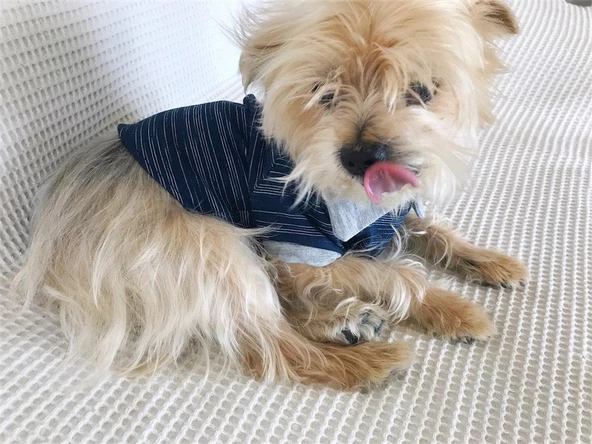 LACİVERT GRİ Polo Yaka Tişört Summer T Köpek Kıyafeti,Elbisesi - 8