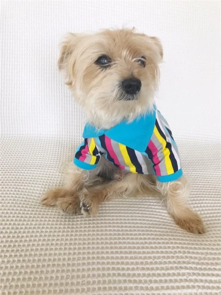 MAVİ GÖKKUŞAĞI Polo Yaka Tişört Summer T Köpek Kıyafeti,Elbisesi - 6