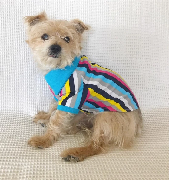 MAVİ GÖKKUŞAĞI Polo Yaka Tişört Summer T Köpek Kıyafeti,Elbisesi - 2